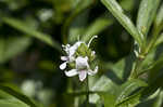 American waterwillow